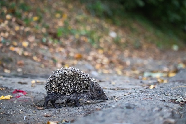 次助攻 次助攻